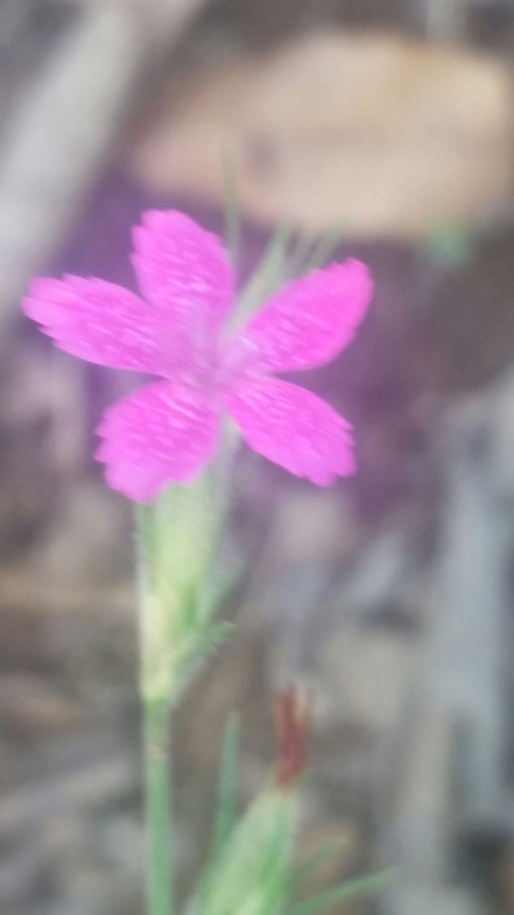 Dianthus armeria